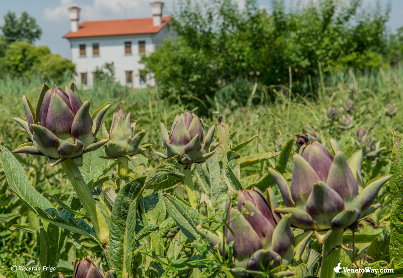 Sant'erasmo artishoki - Venezia | Secret World Trip Planner