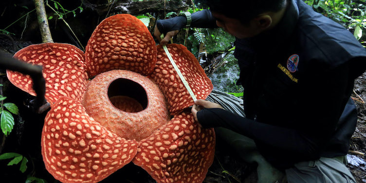 Cameron Highlands and the largest flower in the world - Tanah Rata | Secret World Trip Planner