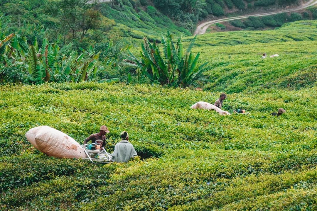 Cameron Highlands and the largest flower in the world - Tanah Rata | Secret World Trip Planner