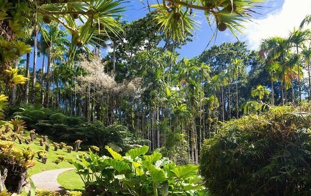 Ai Giardini di Balata di Fort de France — Fort-de-France