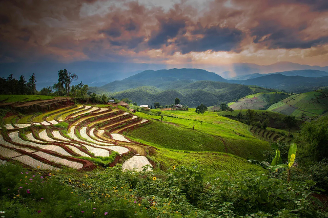 Risterrasserne i Pa Pong Pieng - Tambon Chang Khoeng | Secret World Trip Planner