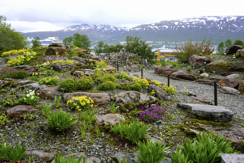 Tromso: Arctic-Alpine Botanical Garden — Stakkevollvegen 200