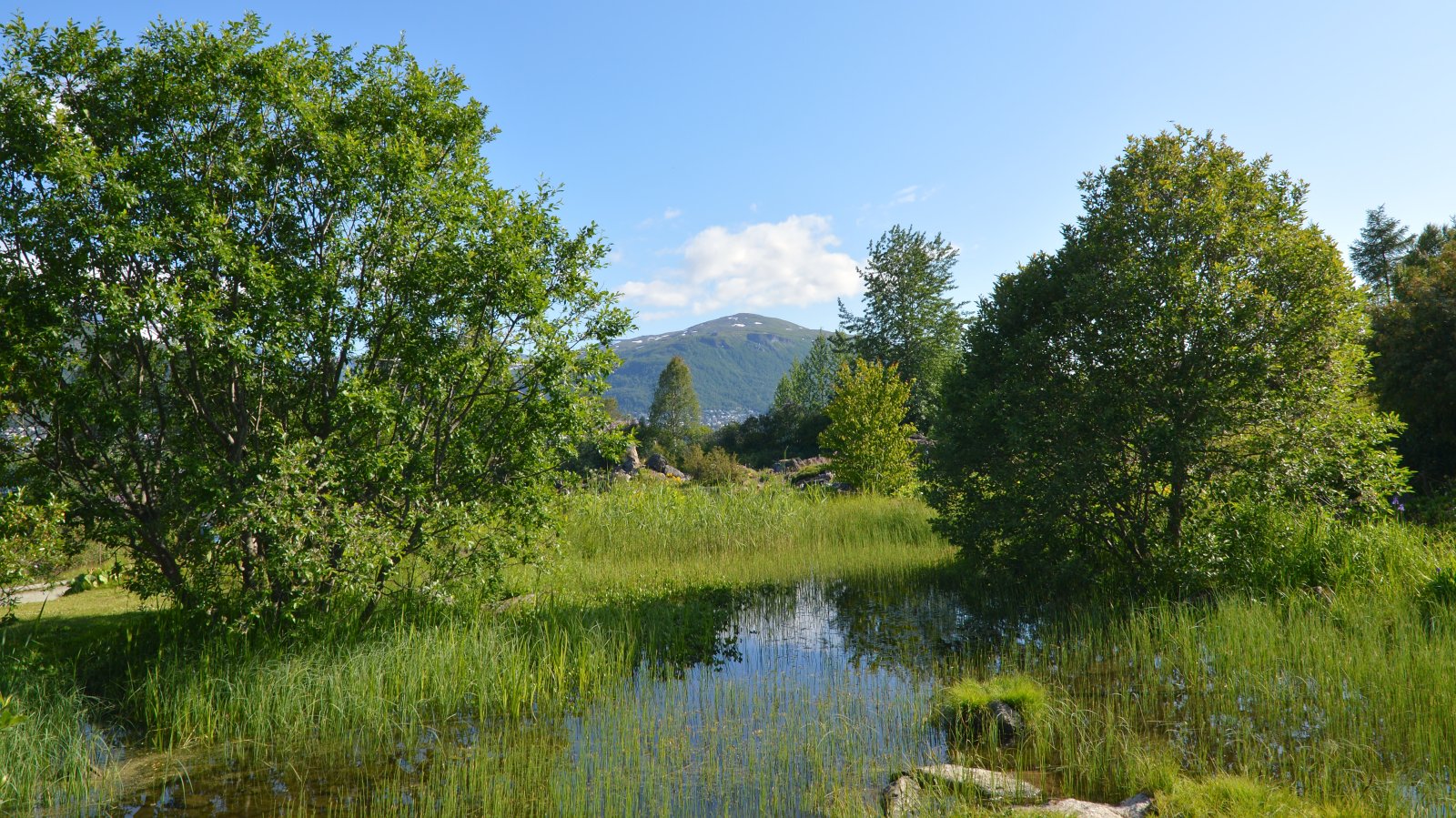 Tromso: Arctic-Alpine Botanical Garden - Stakkevollvegen 200 | Secret World Trip Planner