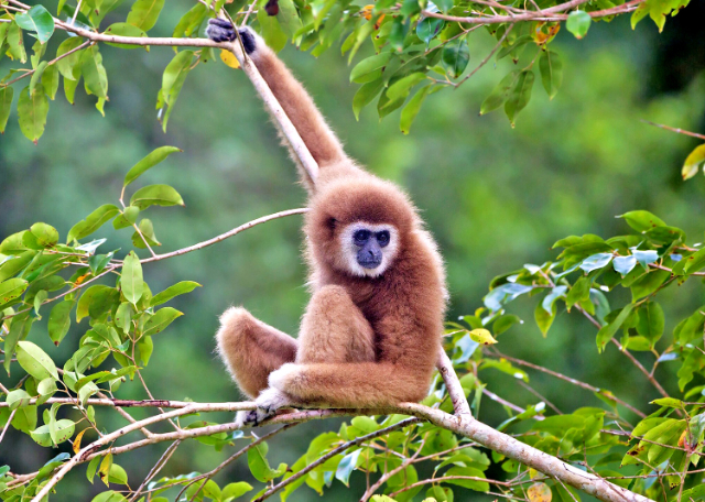 Khao Yai National Park - Provincia di Nakhon Ratchasima | Secret World Trip Planner
