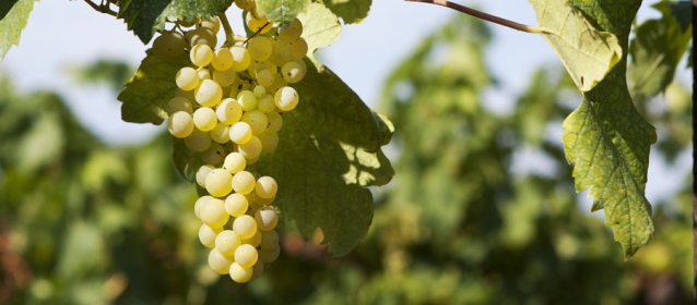 Trebbiano d'Abruzzo - Abruzzo | Secret World Trip Planner