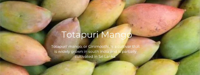 Il mango Totapuri - Andhra Pradesh | Secret World Trip Planner