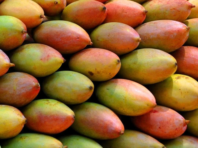 Il mango Totapuri - Andhra Pradesh | Secret World Trip Planner