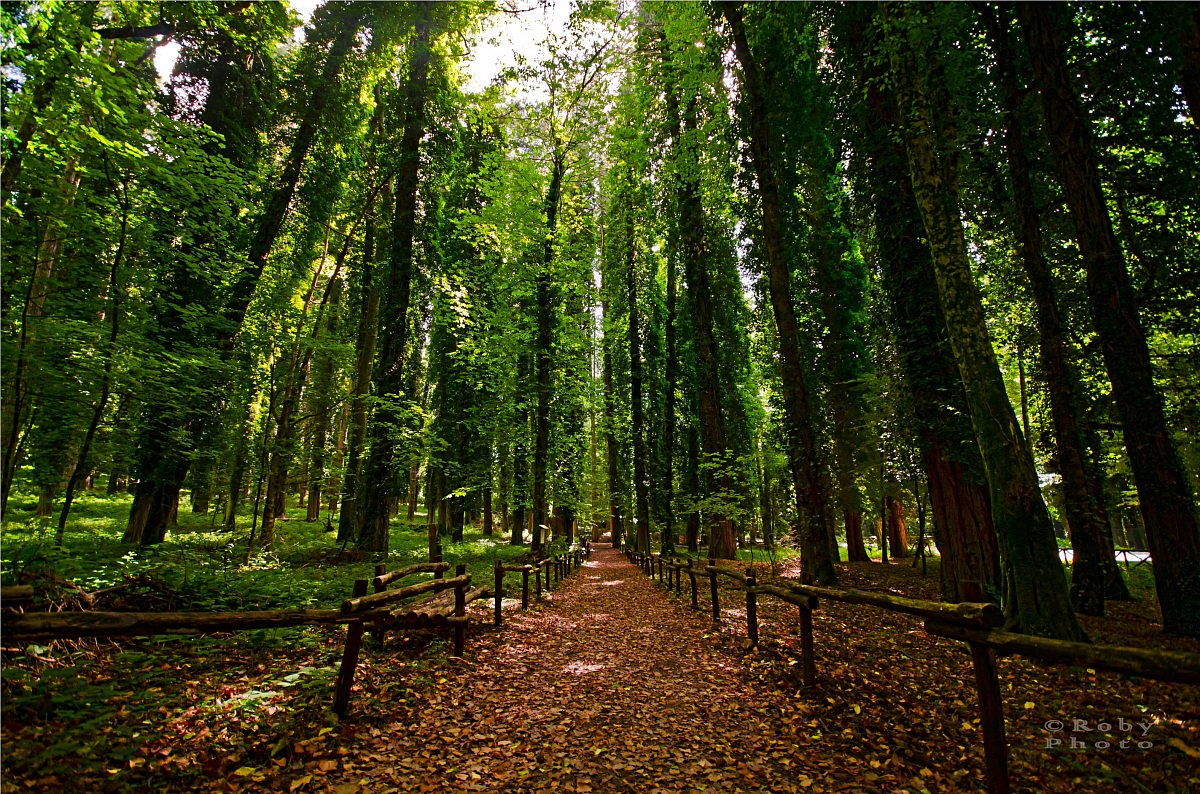 جنگل چتر - Foresta Umbra | Secret World Trip Planner