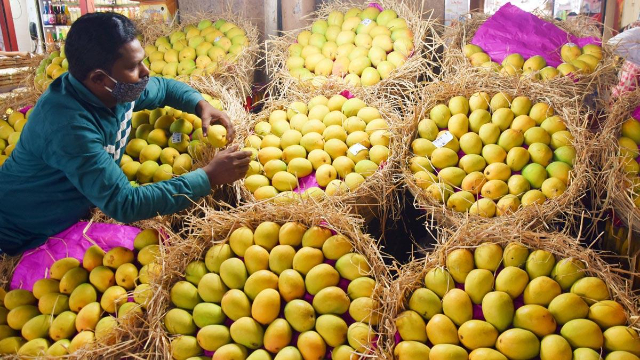 Alphonso mango - Devgad | Secret World Trip Planner