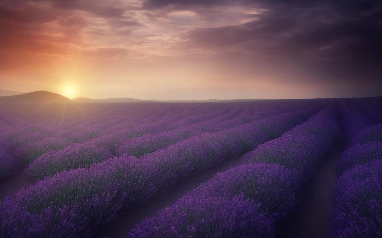 Magici campi di lavanda in Provenza - Provence | Secret World Trip Planner