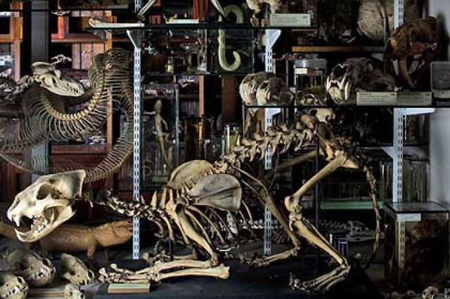 Grant Muzeu i Zoologjisë - 21 University St | Secret World Trip Planner