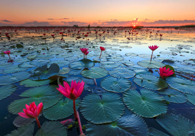 Lac du Lotus Rouge - ตำบล แชแล | Secret World Trip Planner