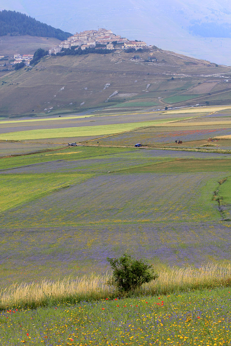 A floración de Castelluccio - Castelluccio | Secret World Trip Planner