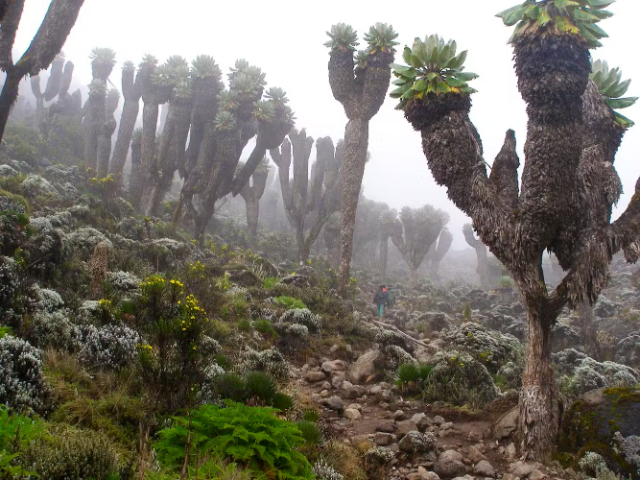 Les géants du Kilimandjaro - Mount Kenya National Park | Secret World Trip Planner