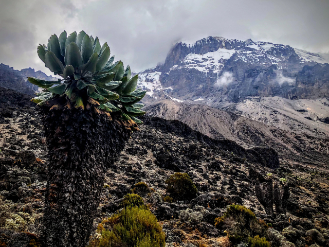 Les géants du Kilimandjaro - Mount Kenya National Park | Secret World Trip Planner