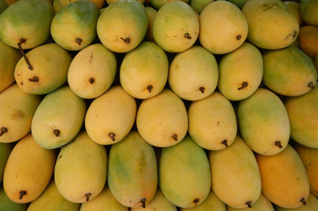 Neelam Mango - Andhra Pradesh | Secret World Trip Planner