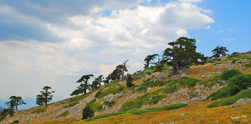Taman Para Dewa dan Pinus Loricato - 85030 | Secret World Trip Planner
