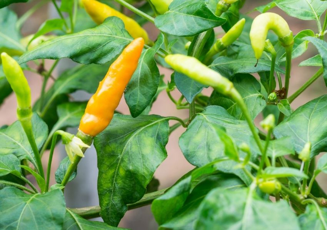 Datilova paprika - St. Augustine | Secret World Trip Planner