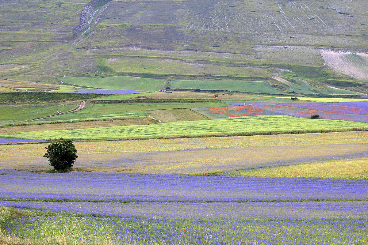 L'épanouissement de Castelluccio - Castelluccio | Secret World Trip Planner