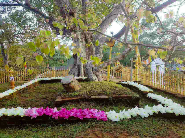 Džája Sri Maha Bódhi - Distretto di Anuradhapura | Secret World Trip Planner