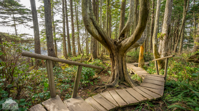Capo Flattery - Cape Flattery Trail | Secret World Trip Planner