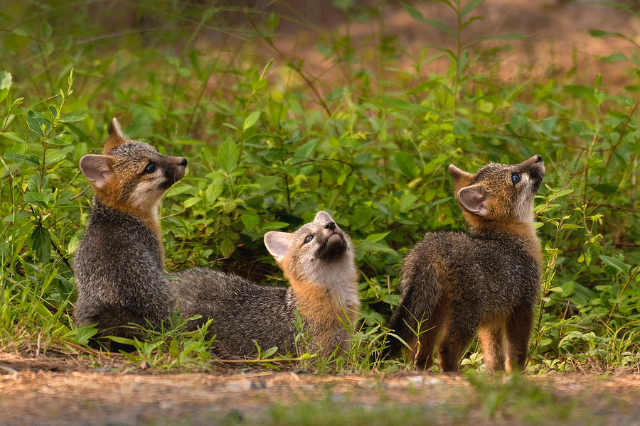 Uwharrie nationalskog - Troy | Secret World Trip Planner