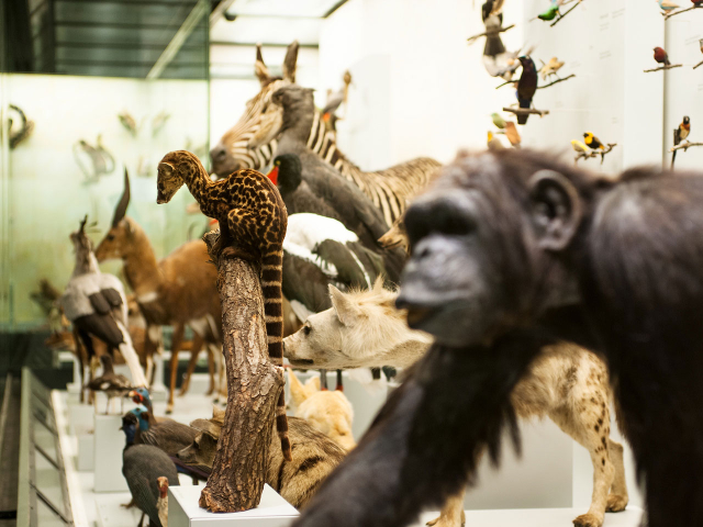 Musée zoologique, Université de Zurich - Zürich | Secret World Trip Planner