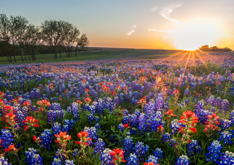 เส้นทาง Ennis Bluebonnet - Ennis | Secret World Trip Planner