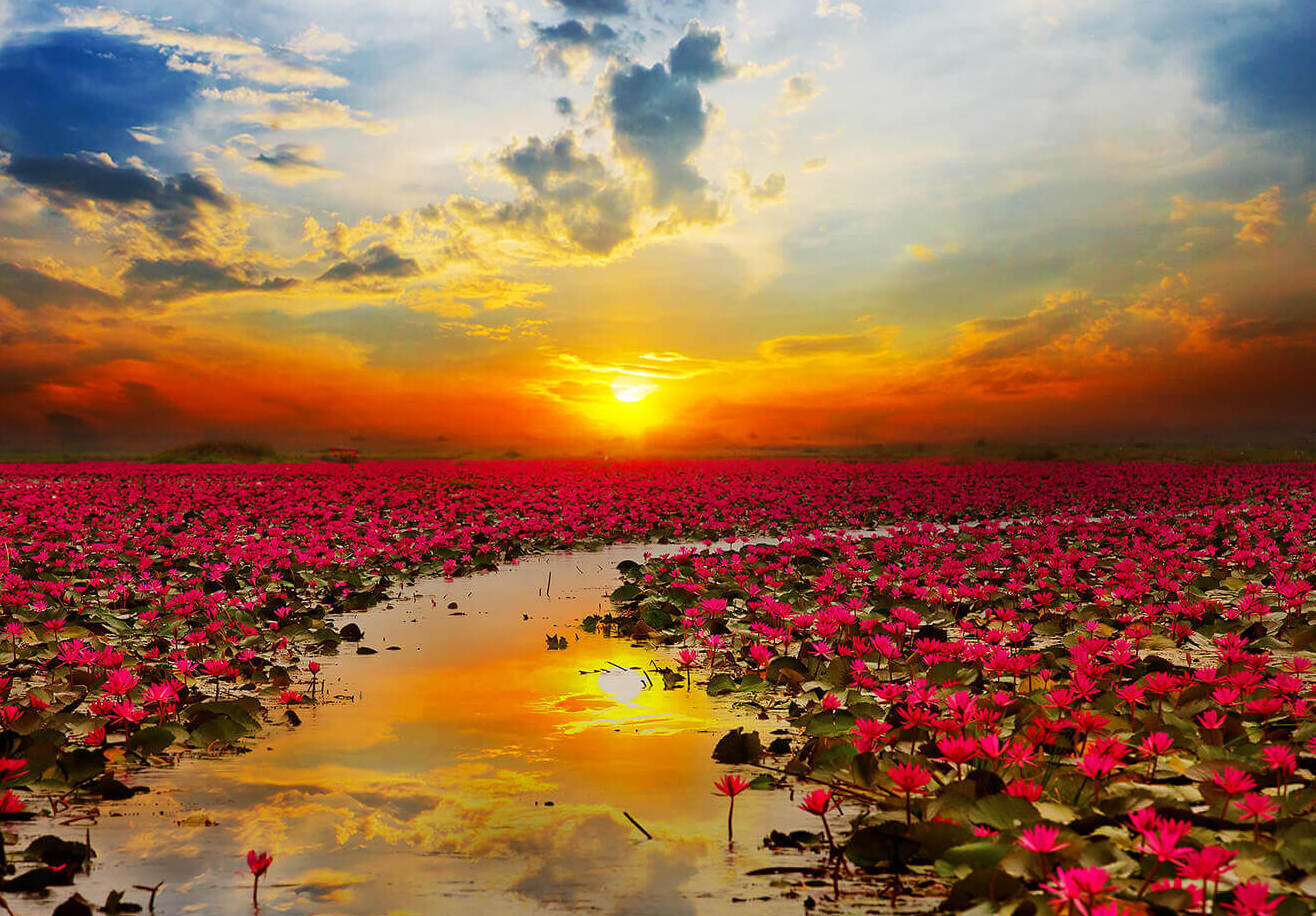 Nong Han,the lake covered with lotus flowers — Chiang Haeo