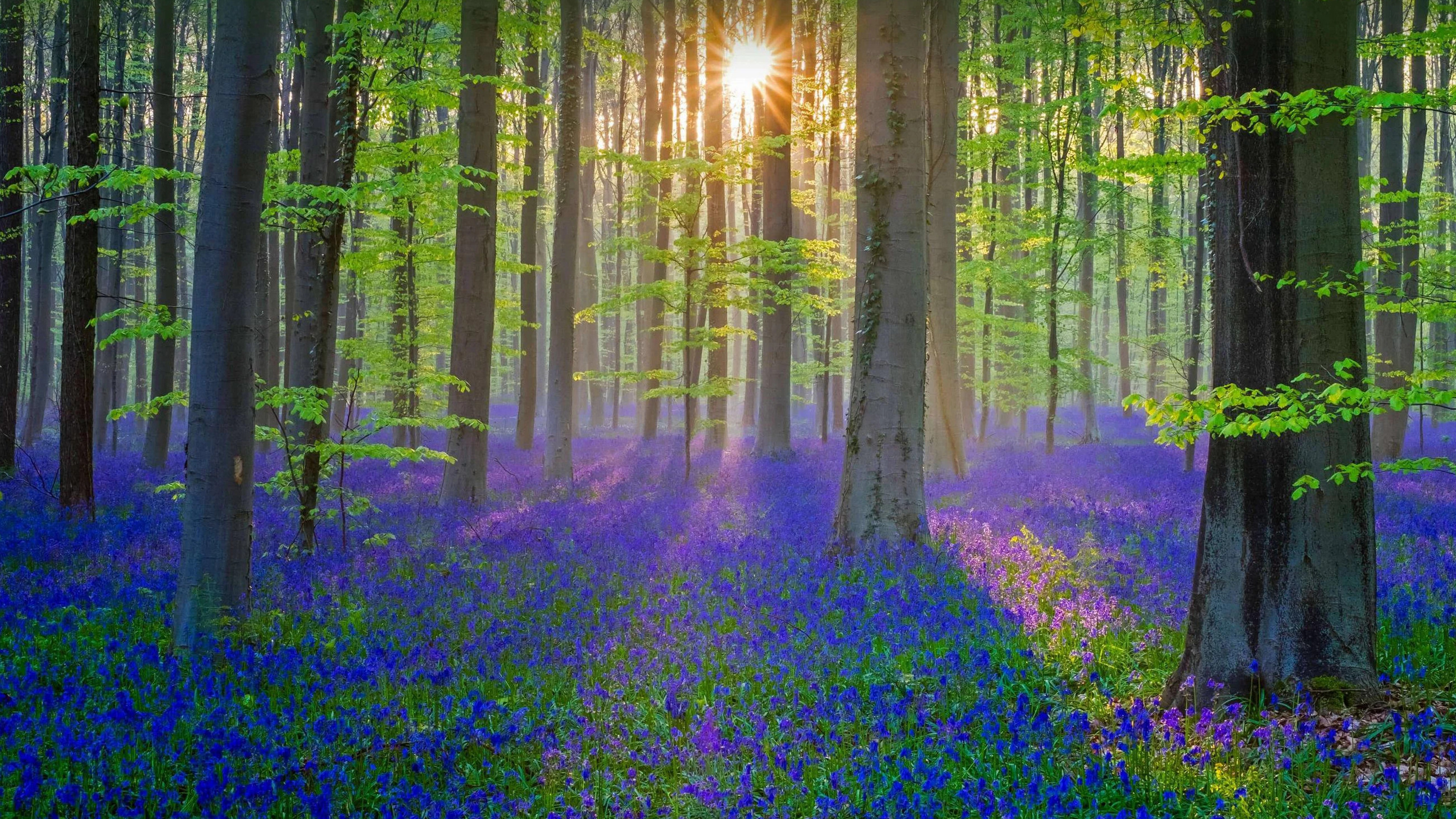 Hallerbos, ko'k aylanadi o'rmon - Halle | Secret World Trip Planner