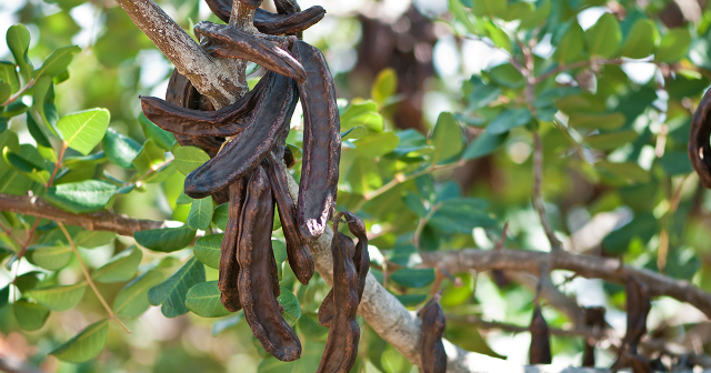 Carob - Ragusa | Secret World Trip Planner