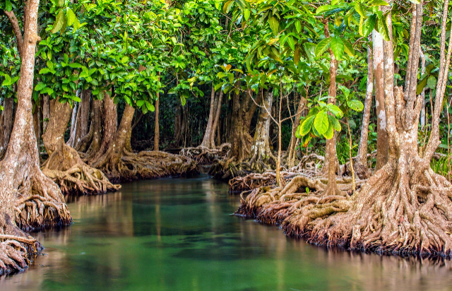 Мангравыя запаведнік Ісла-Корасон - Bahia de Caraquez | Secret World Trip Planner