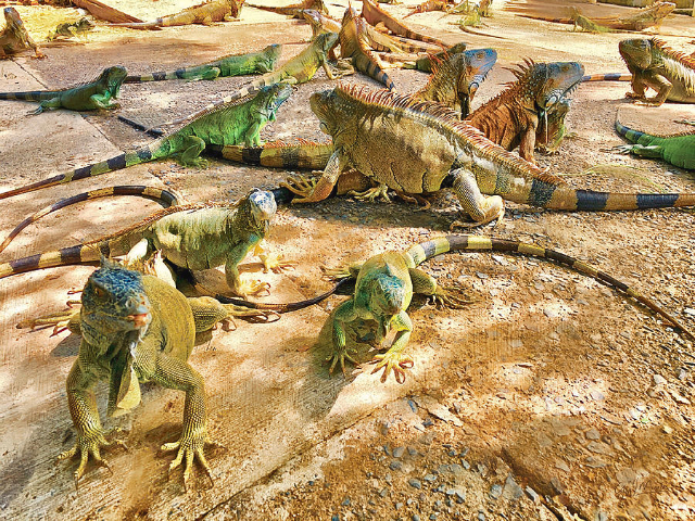 Iguana Farm - French Cay | Secret World Trip Planner