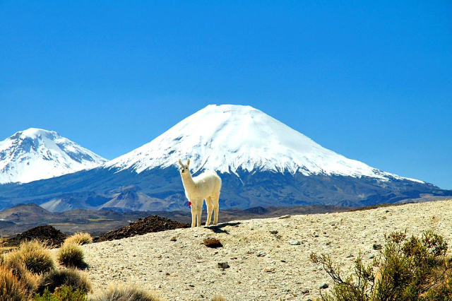 Nationalparken Lauca - Putre | Secret World Trip Planner