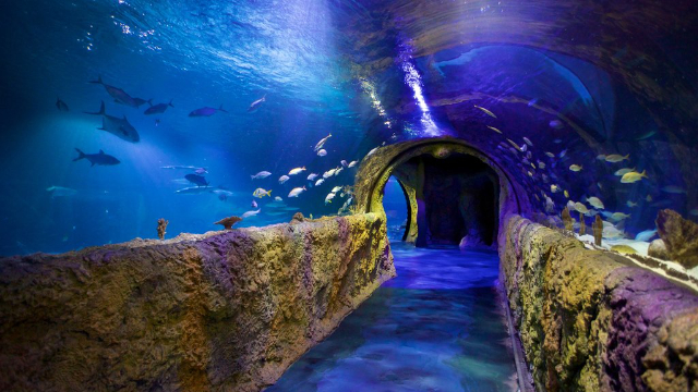 SEA LIFE Orlando Akvárium - Orlando | Secret World Trip Planner