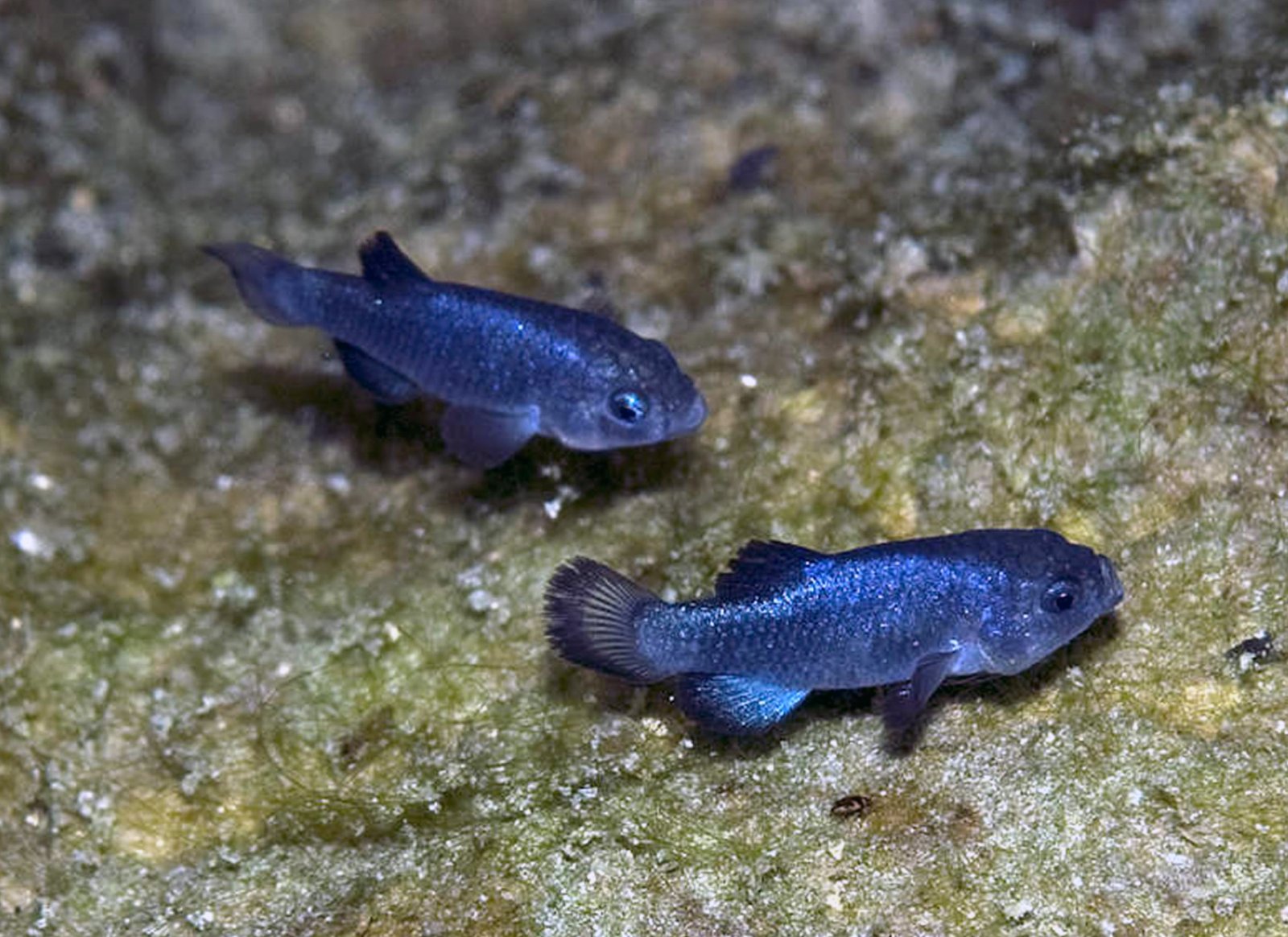 Devil’s Hole Pupfish - Devils Hole | Secret World Trip Planner