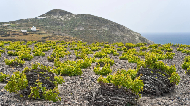 Vini di Santorini: L'oro liquido dell'Egeo - Santorini | Secret World Trip Planner
