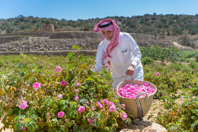 Taif ၏နှင်းဆီခင်းများ - Taif | Secret World Trip Planner