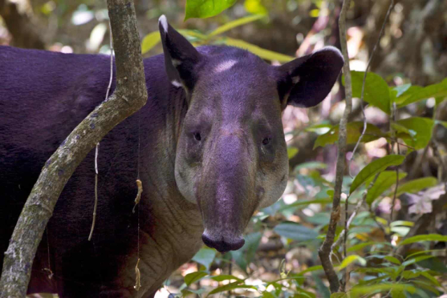 Parque Nacional Corcovado - Los Patos Sirena Trail | Secret World Trip Planner