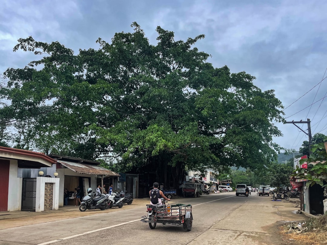 Survived storms and hurricanes. After more than three hundred springs - and there are those who have - Carr. 200 Km. 2.2 Barrio | Secret World Trip Planner