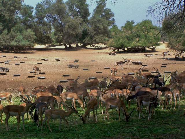 Lal Suhanra National Park - Bahawalpur | Secret World Trip Planner