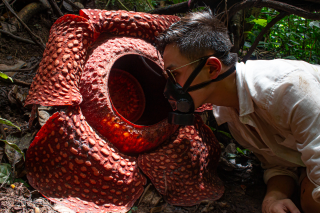 Rafflesia, världens största blomma - Distretto di Phanom | Secret World Trip Planner