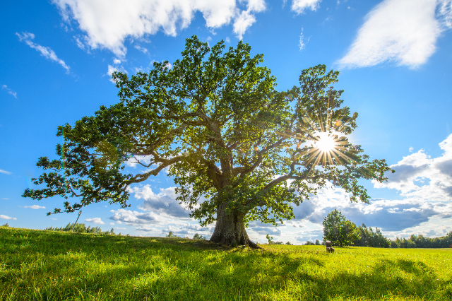 La Quercia Oak-Laurel - Urvaste | Secret World Trip Planner