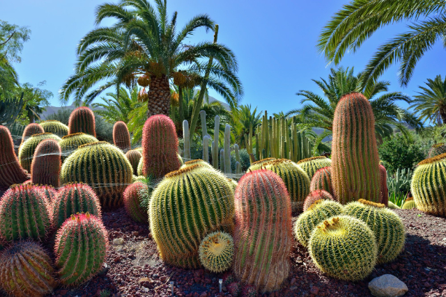 Jardín Votániño Sanário Viéra y Lavijo（サナリオ・ヴィエラ・イ・ラヴィジョ - Las Palmas de Gran Canaria | Secret World Trip Planner