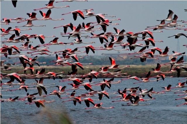 自然保护区Salina di Cervia - 61 | Secret World Trip Planner