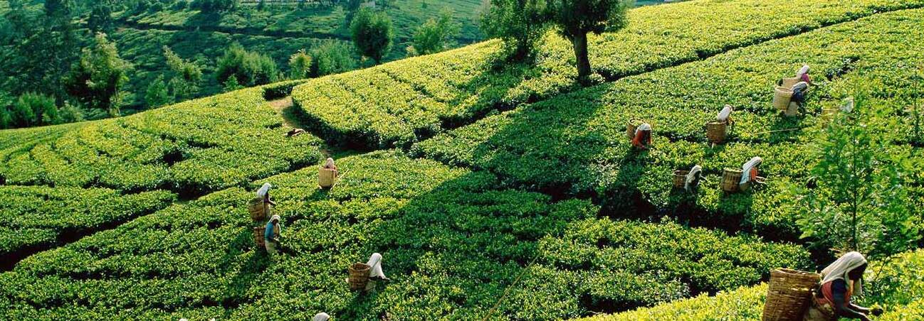 Tenuta del tè Kolukkumalai a Munnar — Munnar