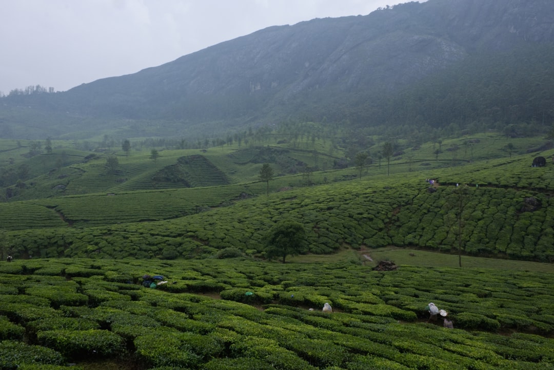 Tenuta del tè Kolukkumalai a Munnar - Munnar | Secret World Trip Planner