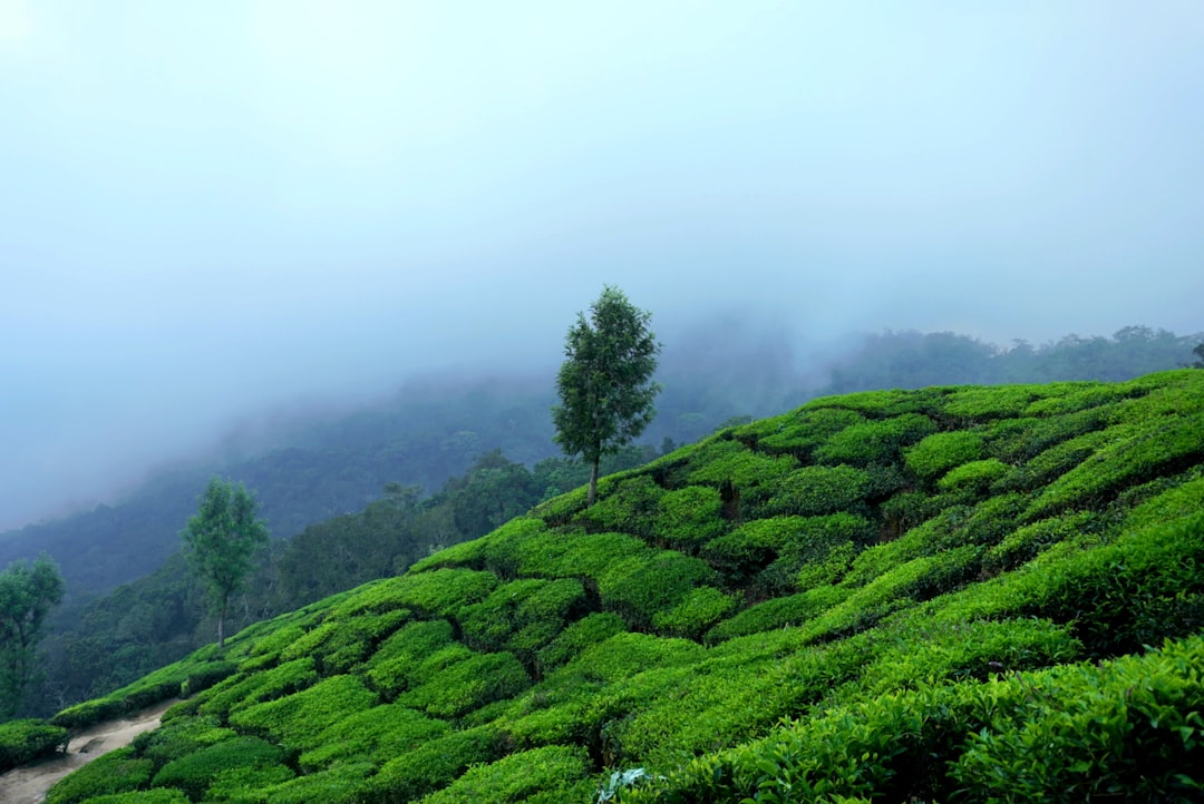 Tenuta del tè Kolukkumalai a Munnar - Munnar | Secret World Trip Planner