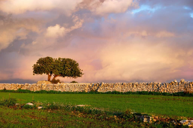 Carob — Ragusa