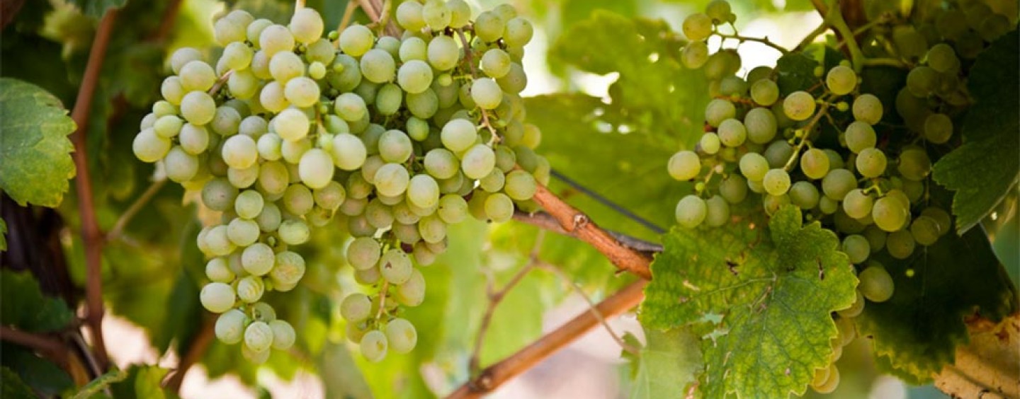 Fiano ya Avellino DOCG - Provincia di Avellino | Secret World Trip Planner